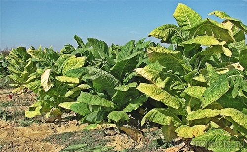 Генетики создали ГМО-табак, растущий с рекордной скоростью